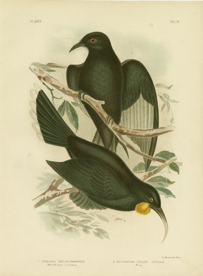 White-Winged Corcorax, 1891 by Gracius Broinowski